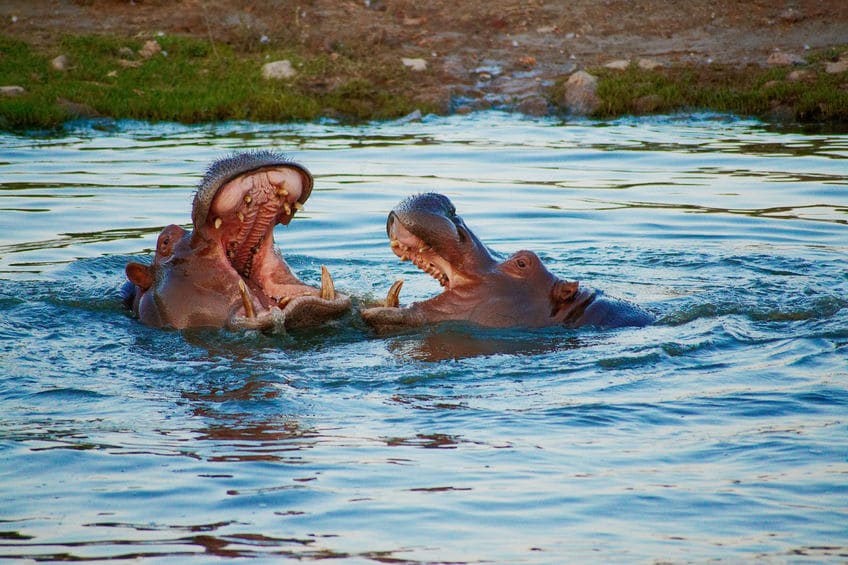カバのケンカは、大きく口を開けた方が勝ち!?というトリビア