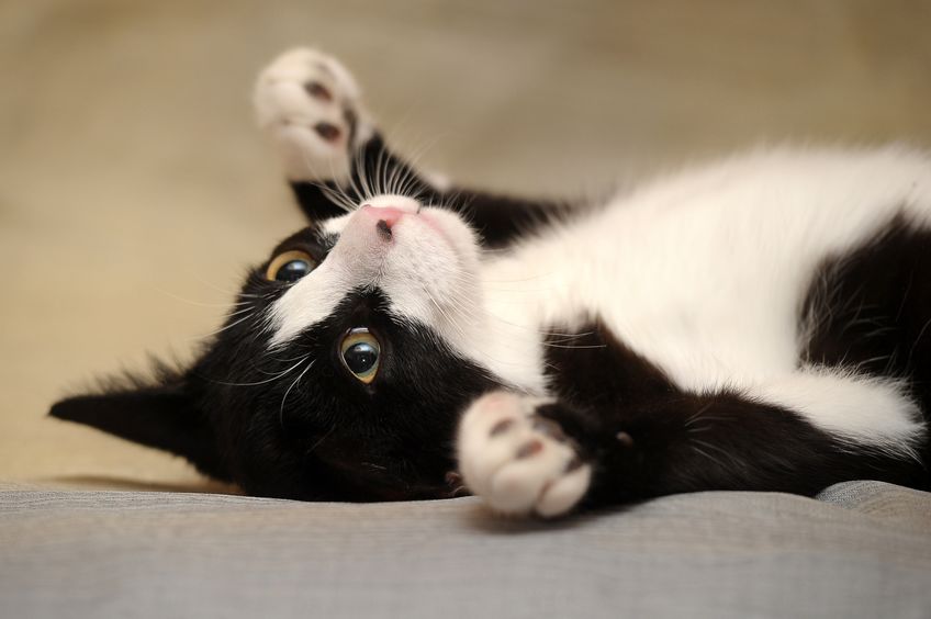 汗で体温を下げることのできないネコについてのトリビア