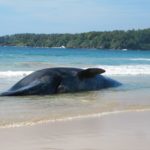 クジラの死骸は爆発することがあるという雑学