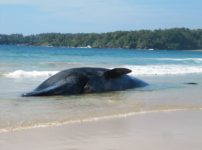 クジラの死骸は爆発することがあるという雑学