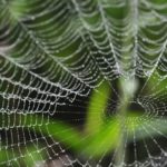 蜘蛛は7種類の糸を使い分けているという雑学