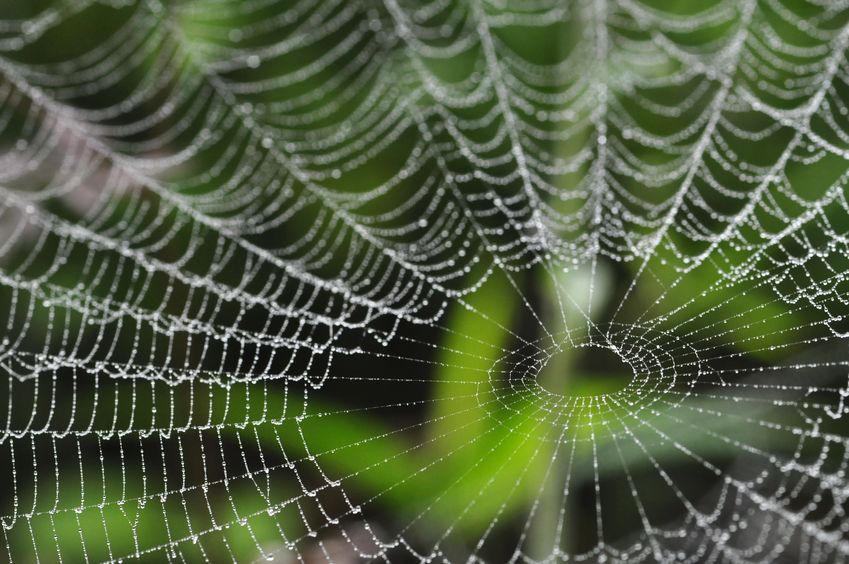 蜘蛛は7種類の糸を使い分けているという雑学