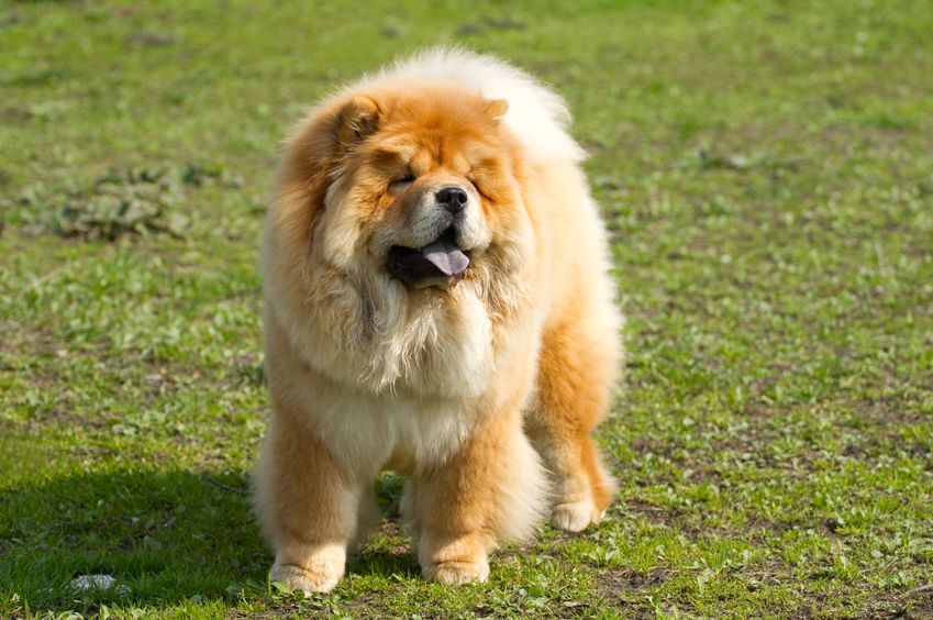 やめてえぇぇ…。チャウチャウは"食用犬"として品種改良された説についての雑学まとめ