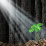 最大で56葉のクローバーが発見されているという雑学
