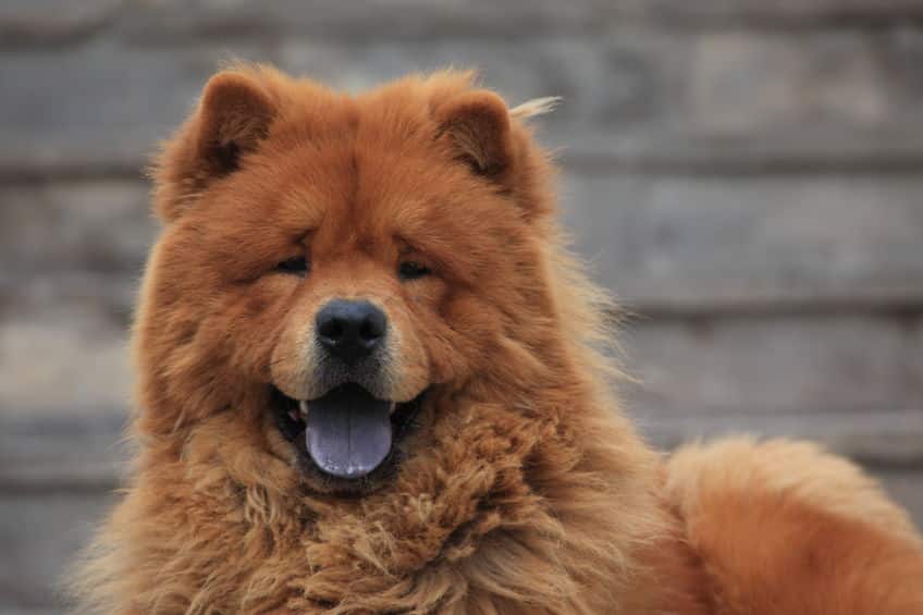 チャウチャウは超古代犬というトリビア