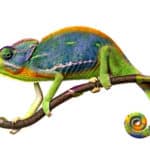 カメレオンはどうやって色を変えている？という雑学