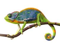 カメレオンはどうやって色を変えている？という雑学