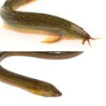 うなぎとドジョウは陸でもある程度生きられるという雑学