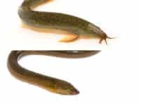 うなぎとドジョウは陸でもある程度生きられるという雑学