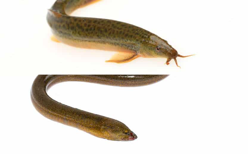 ウナギとドジョウは陸でもある程度生きられるという雑学