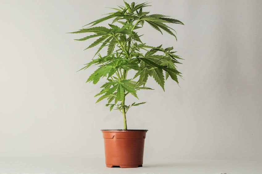 観葉植物を置く場所にも意味があるというトリビア