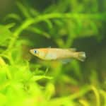メダカは今では絶滅危惧種という雑学