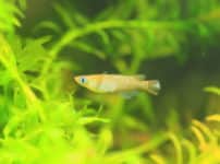 メダカは今では絶滅危惧種という雑学
