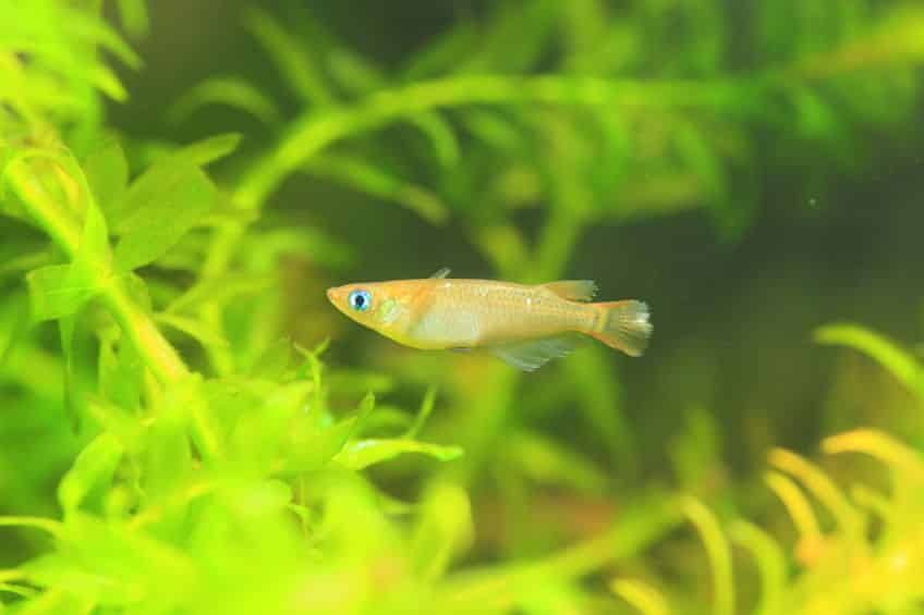 メダカは今では絶滅危惧種という雑学