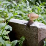 人間とナメクジはDNAの約70％が一致するという雑学