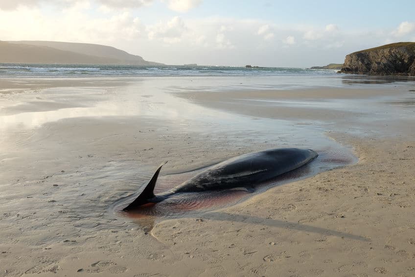 腐敗→ドカーン!クジラの死骸は爆発することがあるぞ…という雑学まとめ