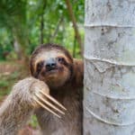 ナマケモノは、お腹いっぱいでも餓死することがあるという雑学