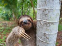 ナマケモノは、お腹いっぱいでも餓死することがあるという雑学