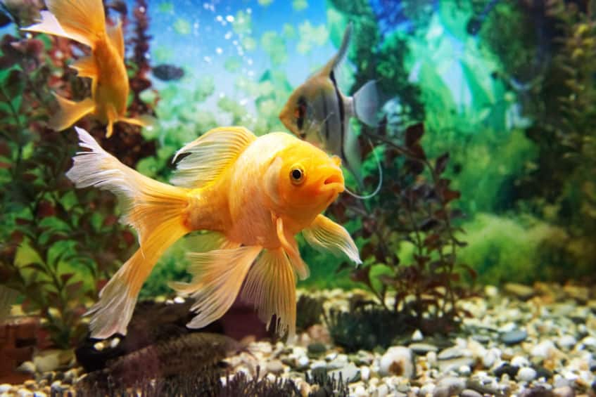 超合理的!魚には鼻の穴が4つある。嗅覚は犬並み!についてのトリビア