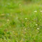 無病息災！春の七草は実は身近な植物という雑学