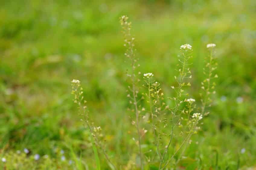 無病息災!春の七草は実は身近な植物という雑学