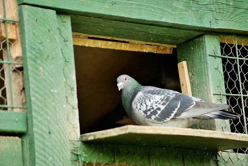伝書鳩の恐るべきスペック。動物界随一の帰巣本能がスゴいというトリビアまとめ