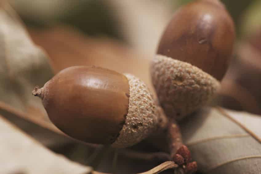 縄文時代はどんぐりを食べていたという雑学