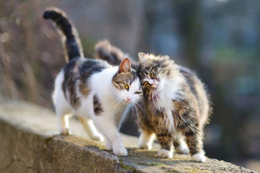 4大タブーのひとつ!仏教の聖地"高野山"では猫が立入禁止だったという雑学まとめ