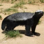 世界一怖いもの知らずの動物・ラーテルを知ってる？に関する雑学