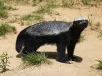 世界一怖いもの知らずの動物・ラーテルを知ってる？に関する雑学