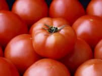 トマトは食虫植物だったという雑学