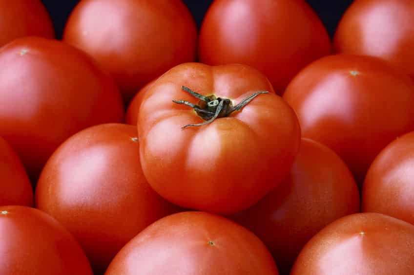 トマトは食虫植物だったという雑学
