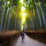 竹や笹は40〜120年に一度花を咲かせるという雑学