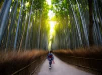 竹や笹は40〜120年に一度花を咲かせるという雑学