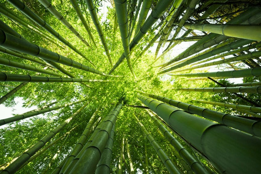 竹の成長は、とんでもなく早い!というトリビア