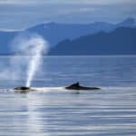 クジラの潮の吹き方はクジラの種類によって違うという雑学
