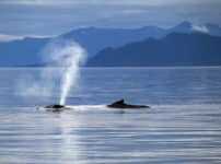 クジラの潮の吹き方はクジラの種類によって違うという雑学