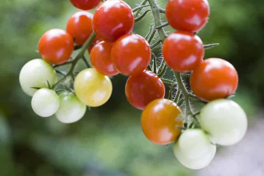 トマトが虫を食べる方法がスゴい。