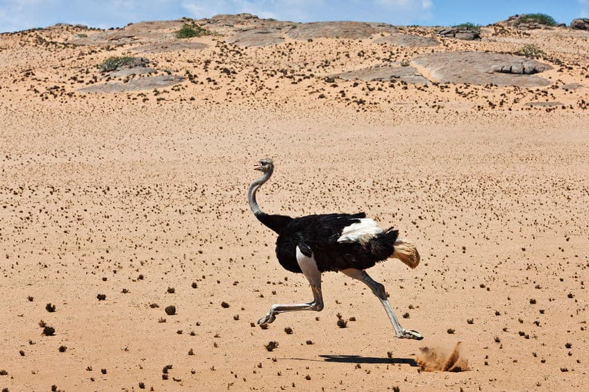 世界最速鳥類のダチョウについてのトリビア