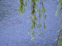 雨の種類は400を超える！？季節や降り方によって変わる雨の名前に関する雑学