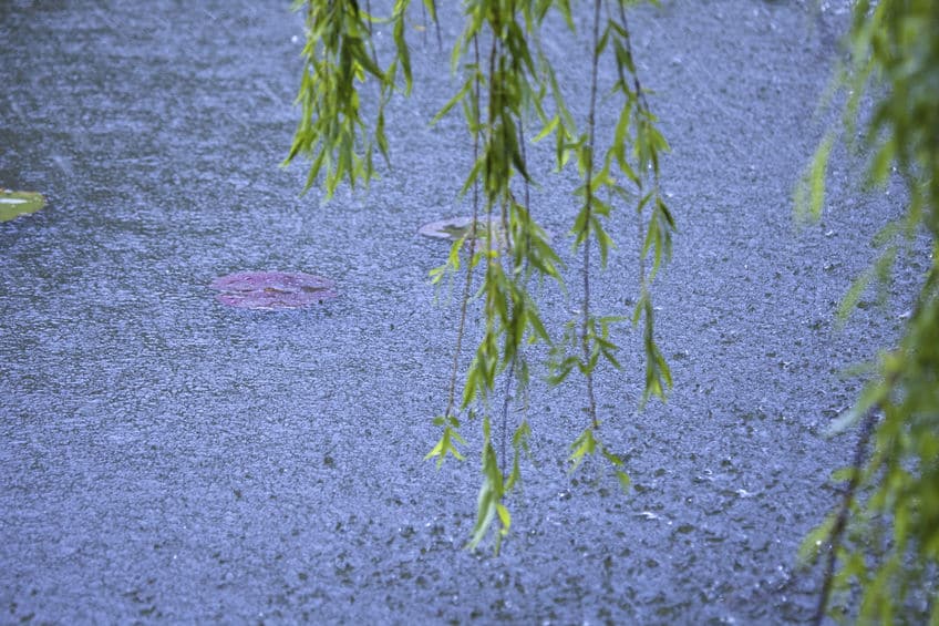 雨の種類は400を超える!?季節や降り方によって変わる雨の名前に関する雑学