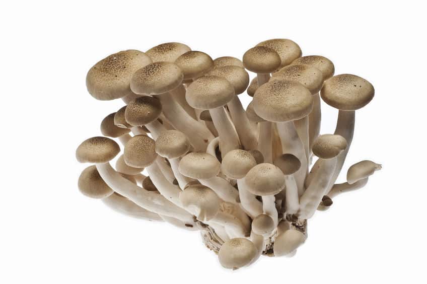 本物は「ホンシメジ」で一般的に流通しているのは「ブナシメジ」についてのトリビア