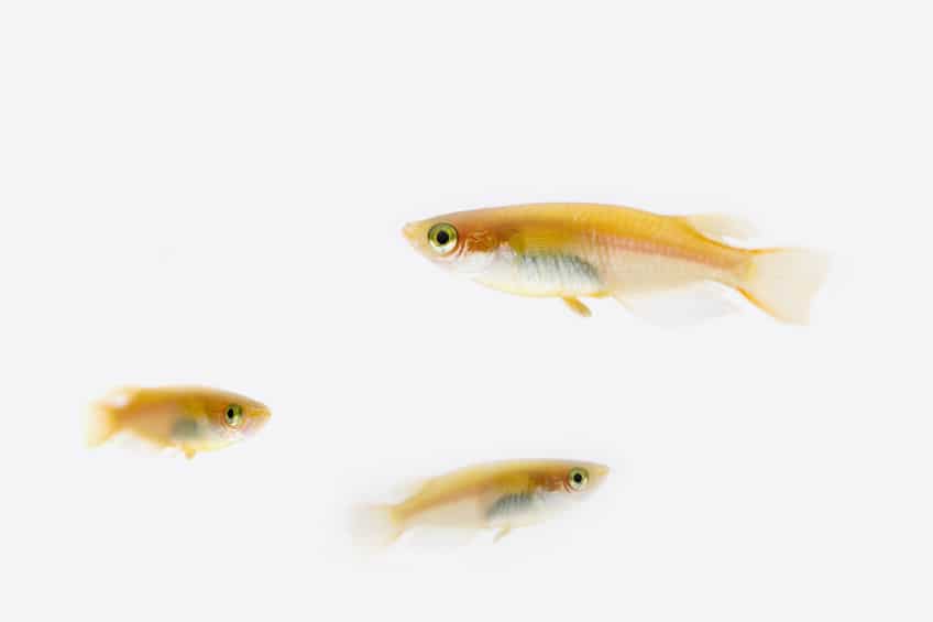 野生のメダカが絶滅危惧種に指定されているというトリビア