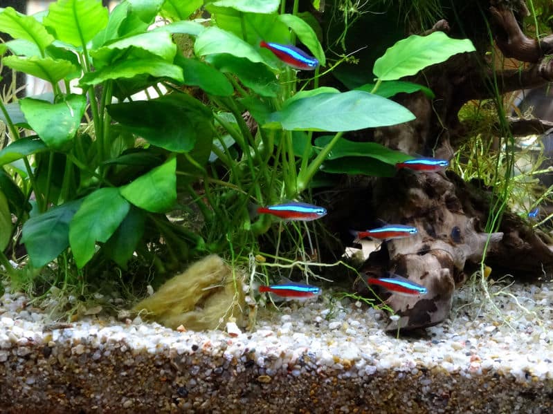 魚も溺死する!溺れる原因と飼う際の注意点についての雑学まとめ