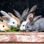 ウサギの耳が長い理由に関する雑学