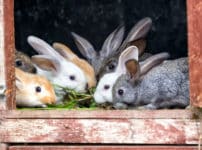 ウサギの耳が長い理由に関する雑学