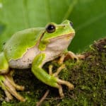卵からそのままカエルの姿で生まれるカエルがいるという雑学