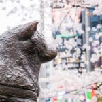 忠犬ハチ公の肉声が収められたレコードが存在するという雑学