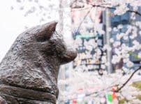 忠犬ハチ公の肉声が収められたレコードが存在するという雑学