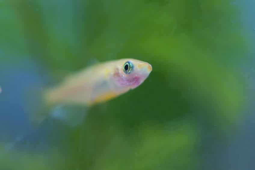 メダカの放流が遺伝子汚染を引き起こしているというトリビア